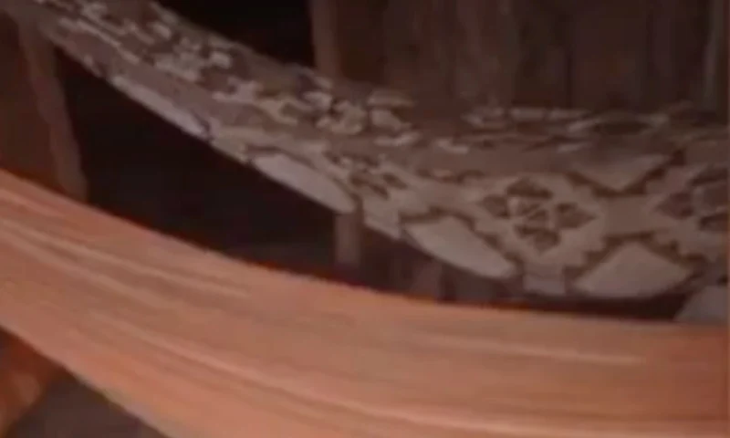 Irmãos são executados em casa usada como ponto de drogas no Pará; vídeo choca a web