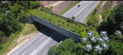 Câmara aprova medida para frear mortes de animais em rodovias: corredores ecológicos e novo cadastro são destaques