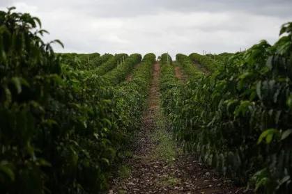 Safra Nova de Café no Brasil: Vendas Lentas Preocupam Produtores e Impactam Mercado Global em 2026/27