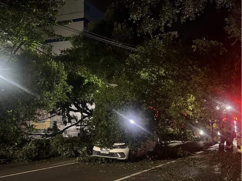 Árvore Gigante Cai Sobre Carro em Avenida Movimentada de Manaus e Interrompe Trânsito; Bombeiros Agem Rápido
