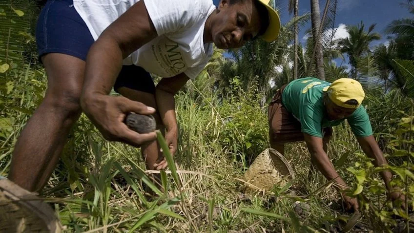 Quebradeiras de Coco Babaçu: Ofício Ancestral é Reconhecido como Patrimônio Cultural Brasileiro por Lei Federal