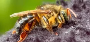 Curso Gratuito em Roraima Ensina Criação da Abelha Borá, Joia Nativa da Amazônia Sem Ferrão