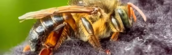 Curso Gratuito em Roraima Ensina Criação da Abelha Borá, Joia Nativa da Amazônia Sem Ferrão