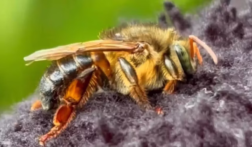 Curso Gratuito em Roraima Ensina Criação da Abelha Borá, Joia Nativa da Amazônia Sem Ferrão