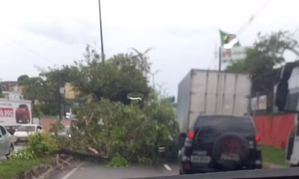 Árvore Causa Caos na Rodrigo Otávio: Trânsito Congestionado em Manaus e Impacto em Vias Adjacentes