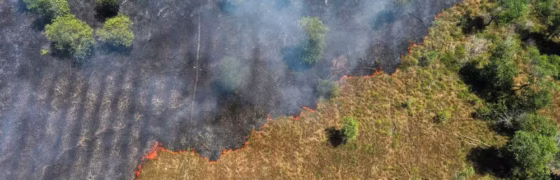 FAS Lança Debate Gratuito: Caminhos para o Desmatamento Zero e Ação Climática na Amazônia com Diplomatas e Lideranças Indígenas
