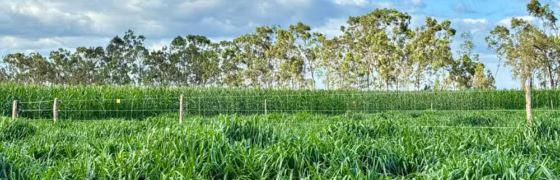 AgroBV 2026: Campo Experimental de 22 Hectares em Boa Vista Revela Tecnologias Inovadoras para Agricultores de Roraima