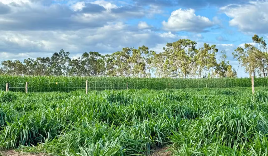 AgroBV 2026: Campo Experimental de 22 Hectares em Boa Vista Revela Tecnologias Inovadoras para Agricultores de Roraima