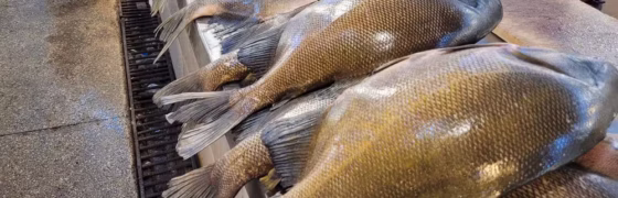 Feira do Tambaqui em Manaus: 8 Toneladas de Peixe Sustentável Serão Vendidas Neste Sábado (29)