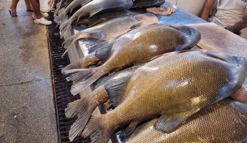 Feira do Tambaqui em Manaus: 8 Toneladas de Peixe Sustentável Serão Vendidas Neste Sábado (29)