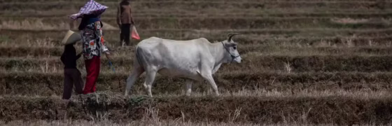 Clima e Guerras: Como a Escassez Alimentar Ameaça a Paz Global e Cria Novos Conflitos