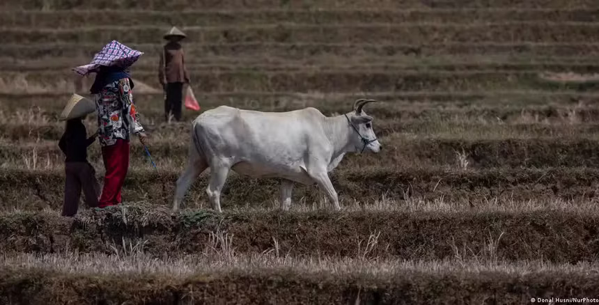 Clima e Guerras: Como a Escassez Alimentar Ameaça a Paz Global e Cria Novos Conflitos