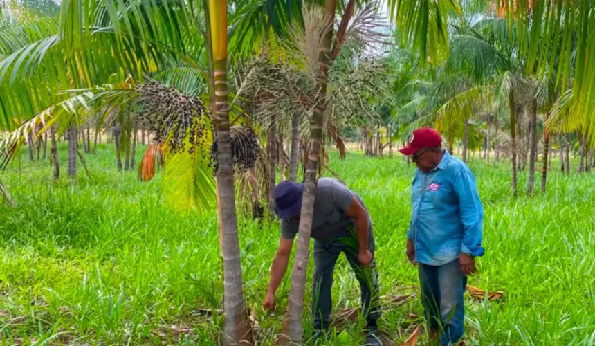 Açaí de Roraima Busca Selo de Indicação Geográfica para Valorizar Produção e Ganhar Destaque Nacional
