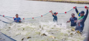 Pescadores Indígenas em Boa Vista Colhem Mais de 2 Toneladas de Tambaqui em Projeto de Sustentabilidade e Renda
