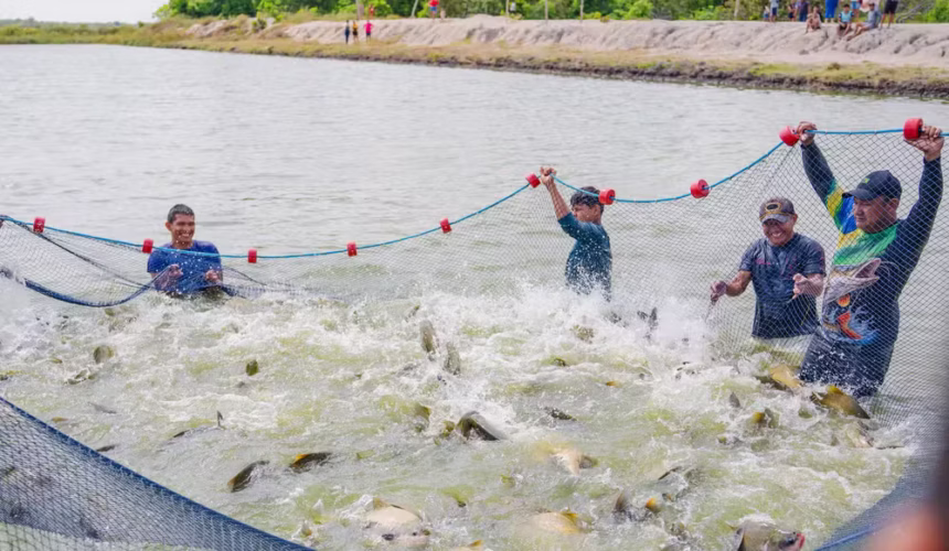 Pescadores Indígenas em Boa Vista Colhem Mais de 2 Toneladas de Tambaqui em Projeto de Sustentabilidade e Renda