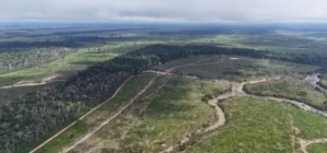 Desmatamento na Amazônia: Amazonas registra queda de 27% em 2026, mas terras indígenas e áreas protegidas sofrem pressão
