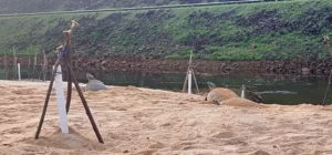 Projeto Quelônios de Balbina celebra 40 anos com 13 ninhos de tartarugas e tracajás em praias artificiais