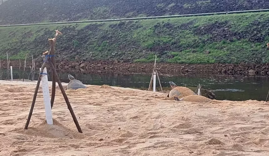 Projeto Quelônios de Balbina celebra 40 anos com 13 ninhos de tartarugas e tracajás em praias artificiais