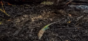 Comunidade Canaçari em Alerta: Incêndio Devastador Persiste por 20 Dias, Deixando Rastro de Destruição em Itacoatiara