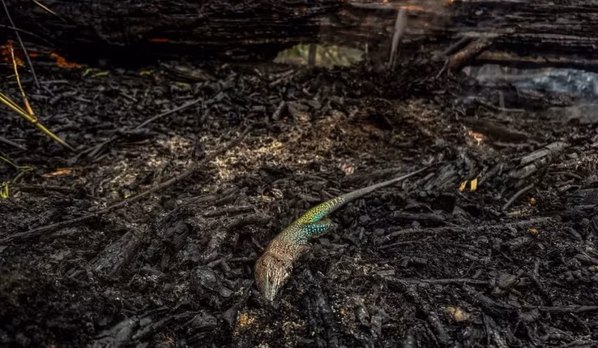 Comunidade Canaçari em Alerta: Incêndio Devastador Persiste por 20 Dias, Deixando Rastro de Destruição em Itacoatiara