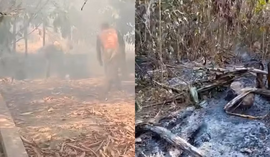 Queimadas em Parintins Devastam Plantações de Mandioca e Disparam Preços em 100% na Feira