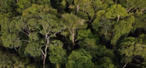 Amazonas impressiona com 94,6% de vegetação nativa, mas enfrenta alerta em fronteiras e na BR-319, aponta MapBiomas