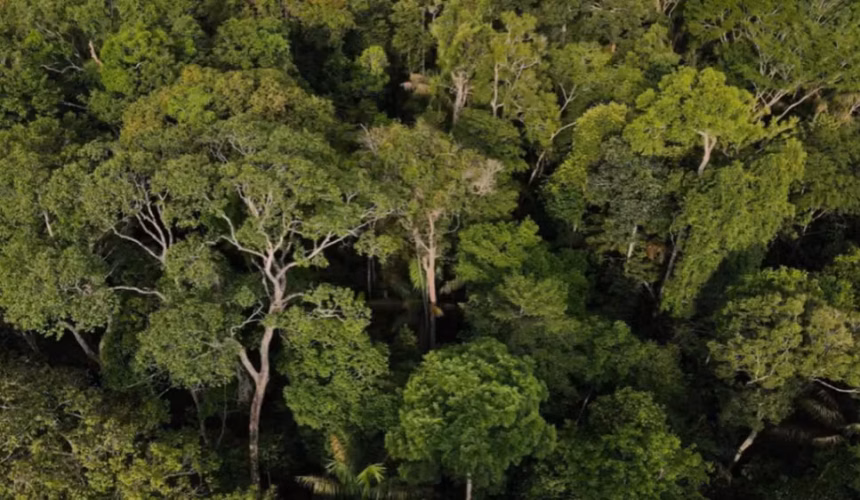 Amazonas impressiona com 94,6% de vegetação nativa, mas enfrenta alerta em fronteiras e na BR-319, aponta MapBiomas